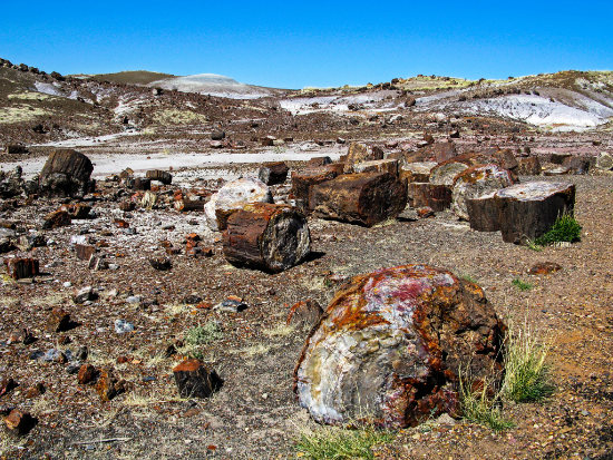 Petrified wood on a beautiful blue sky day in the Petrified Forest